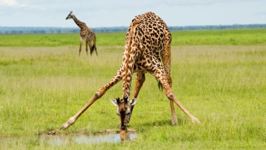 Amazing Facts about Giraffes | OneKindPlanet Animal Education & Facts