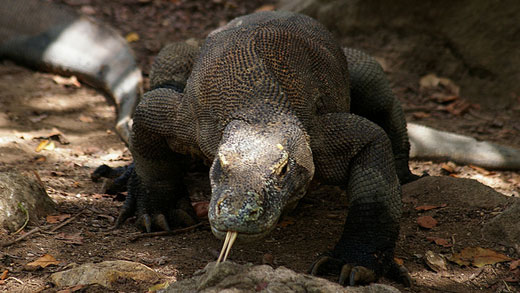 komodo dragon facts