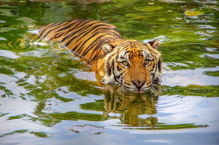 Bengal Tiger  Rainforest Animals