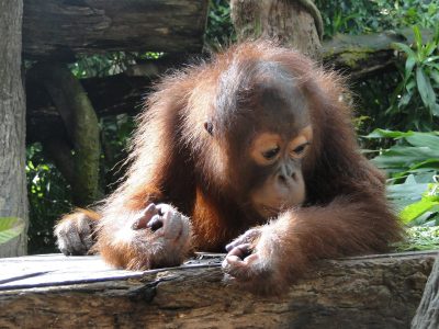 Orangutan - an example of an endangered animal