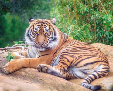 Tiger - an example of an endangered animal