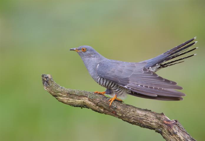 Cuckoo